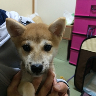 柴犬の子犬 里親募集