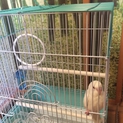 ２ヶ月のセキセイインコ（幼鳥）の里親を募集します