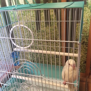 ２ヶ月のセキセイインコ（幼鳥）の里親を募集します