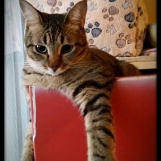 さみしがり屋の猫大好きおてんばちゃん。