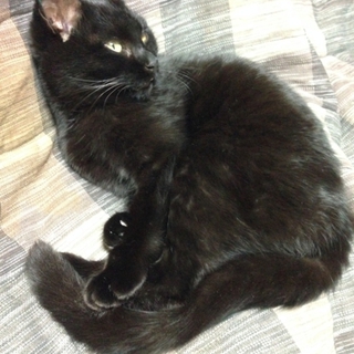 甘えんぼの黒猫