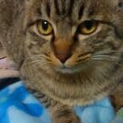 メガデカきじとら君　大吉くん