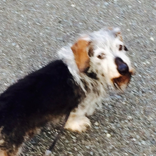 ワイヤーダックスを飼って下さる方募集してます。