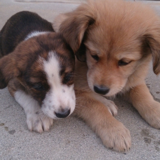 2ヵ月の子犬