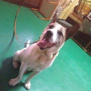 関西近県里親様募集中！！