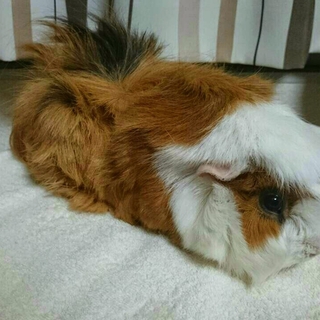 モルモット３歳女の子の里親募集です