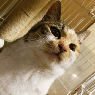 人間大好き！甘えたゴロゴロなちゃふちゃん