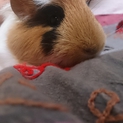 生後3カ月のモルちゃんお譲りいたします！！