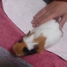 生後3カ月のモルちゃんお譲りいたします！！ サムネイル2