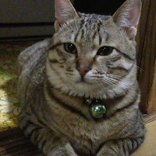 6才のオス猫、里親募集中。