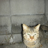 シマシマの甘えん坊な捨て猫ちゃん サムネイル2