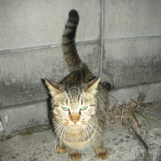 シマシマの甘えん坊な捨て猫ちゃん