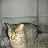 シマシマの甘えん坊な捨て猫ちゃん サムネイル3