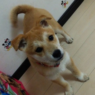 センターより昨年末に出した子達です