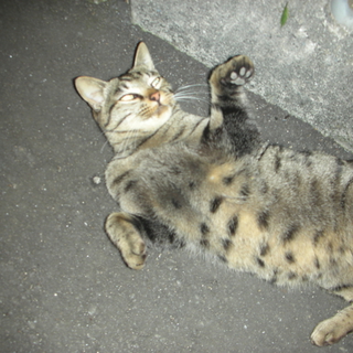 小さな身体でがんばる野良猫ちゃん！