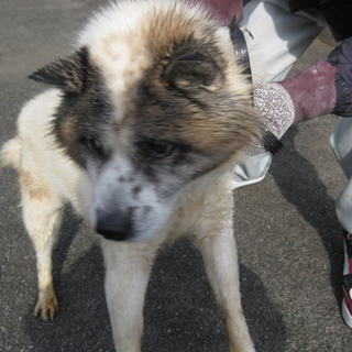新しい家族に迎えられたそうです♪♪