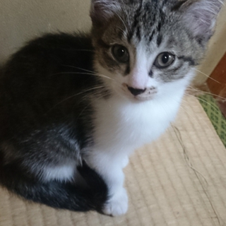 生後2ヵ月の子猫ちゃん