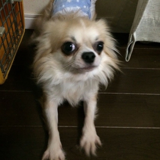 『ヤーズ』チワワらしい面もありますが、人懐こい