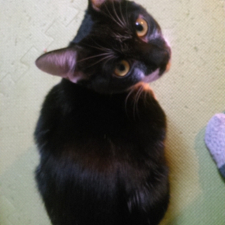 洋猫のような白黒子猫