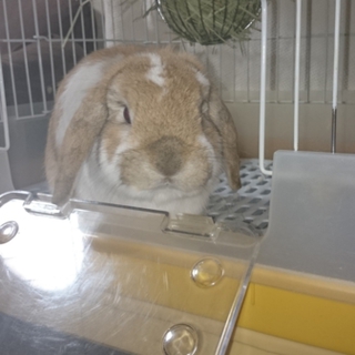 ホーランドロップの男の子です