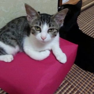 生後6か月子猫・キジトラ&白の女の子 里親様募集中