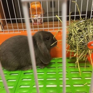 決まりました！ミニウサギとロップイヤー