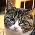 仔猫生後６ヶ月美猫のくぅくん