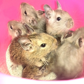 ☆かわいいデグーの子どもたち☆