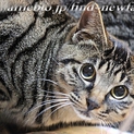 美猫姉妹６ヶ月仔猫「しぃちゃん」