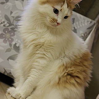 被災猫長毛猫む～に～くん