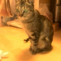 優しいお母さんと元気いっぱいの子猫です