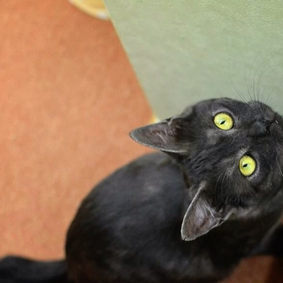 おっとり系美男