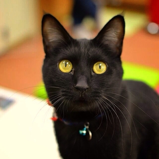 温厚な黒猫男子