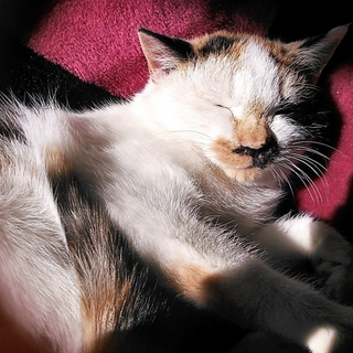 シマナシミケ純粋な柄の三毛猫メス縞柄無しヒゲ柄あり