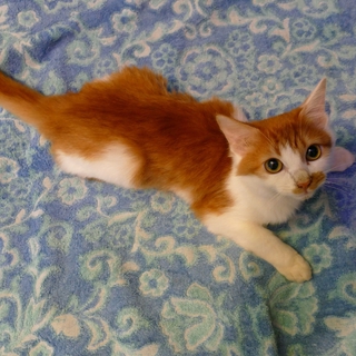 白と茶色の端正な子猫の優しい里親募集中。