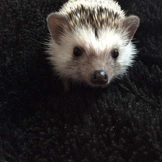 ハリネズミ