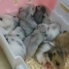 シルバーグレー生後約1ヶ月 サムネイル3