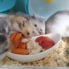 シルバーグレー生後約1ヶ月 サムネイル2