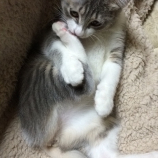 推定 5ヶ月の仔猫ちゃん