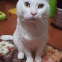 真っ白な男の子が新しい家族を探しています
