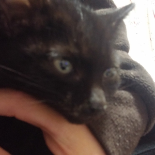 子猫の女の子です誰か収容になる前に助けてください！
