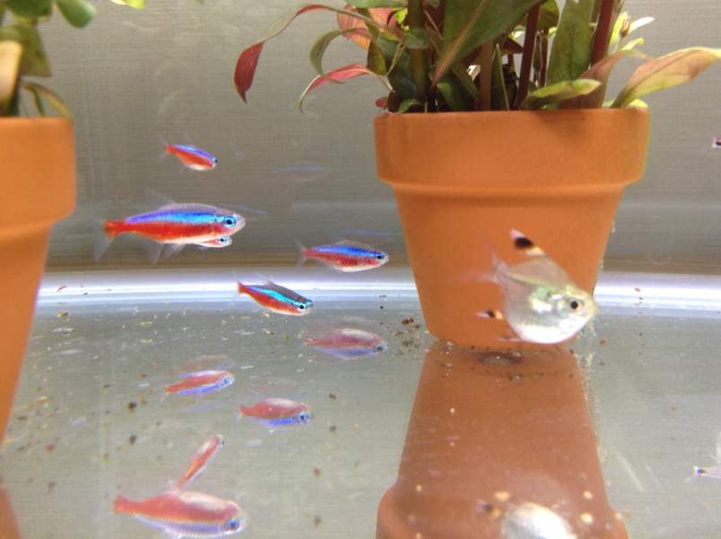 熱帯魚 カージナルテトラ ロージーテトラ ワイルド 九州 北海道 沖縄航空便要保温 10匹 6匹 【クーポン対象外】 ワイルド 熱帯魚 カージナルテトラ ロージーテトラ ワイルド 九州 北海道 沖縄航空便要保温 10匹 6匹 【クーポン対象外】 ワイルド
