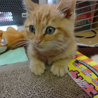 里親になってください。