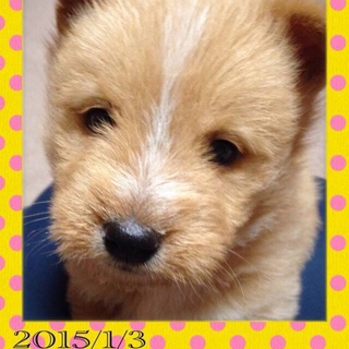 決定！【ふうた君】　中型ミックス子犬　