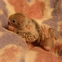 セキセイインコの雛１羽のみです。