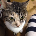 おしゃべりな甘えん坊です。