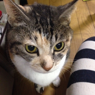おしゃべりな甘えん坊です。