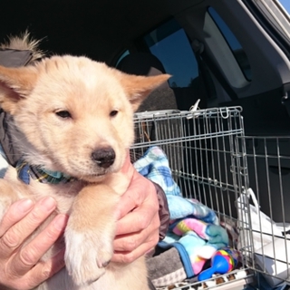 2ヶ月　ミックス犬　室内トイレできます！