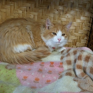 新築住宅で可愛いがって貰っています‼