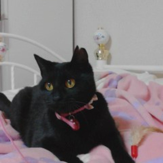 びっくりするほど人なつこいクロちゃん